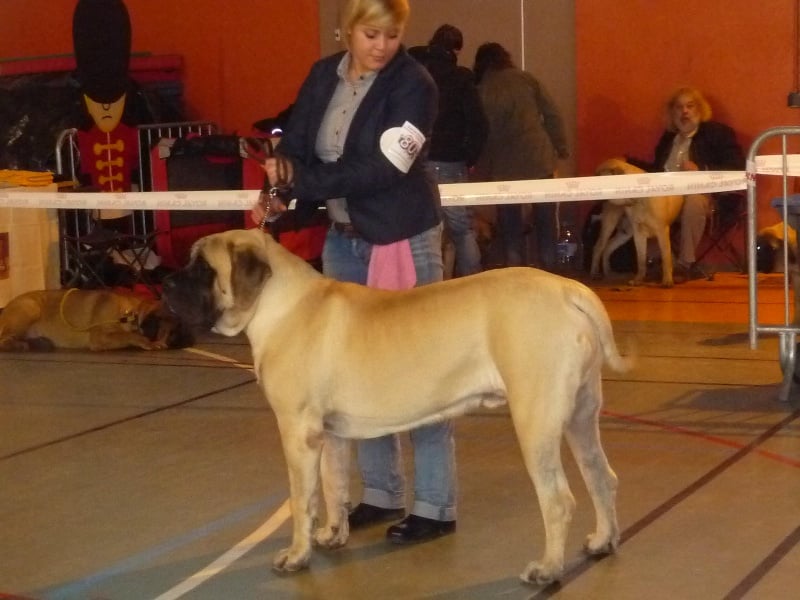 CH. Lazzaro de domaine de Straz - 1 er EXCELLENT