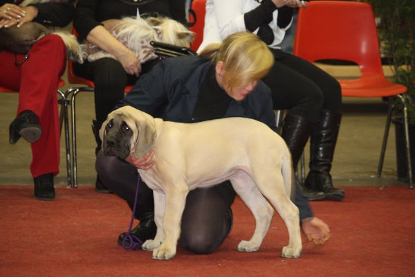 CH. Lola La Vallée Des Mountches - 1 ère TP BEST BABY