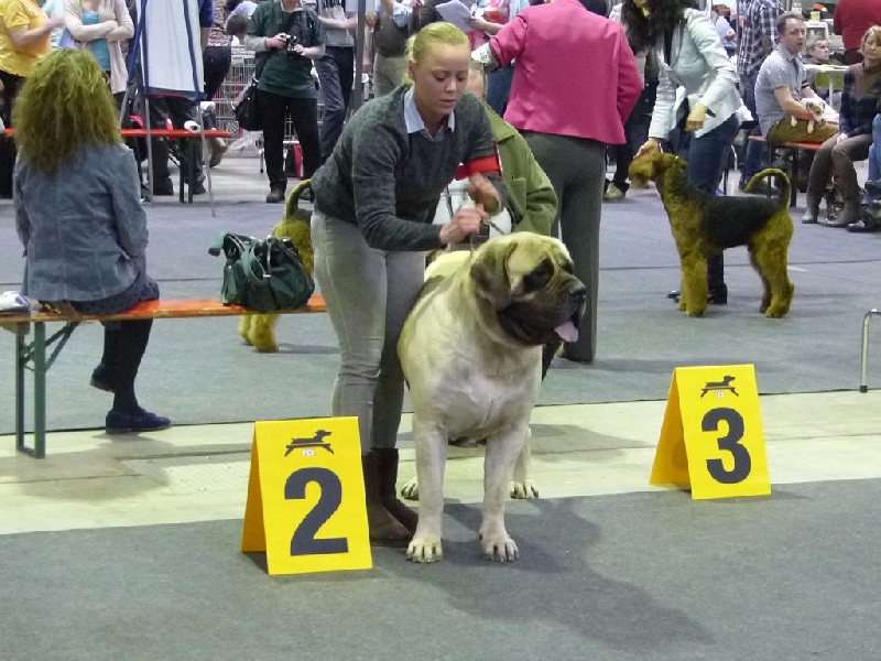 CH. Lazzaro de domaine de Straz - 2 eme Excellent RCACIB RCAC