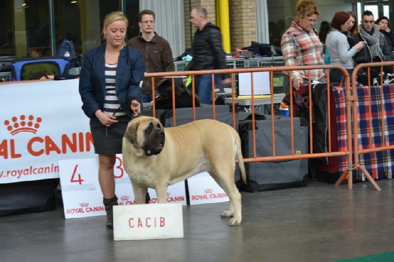 CH. Lola La Vallée Des Mountches - 1 ére Excellent CAC CACIB BOB