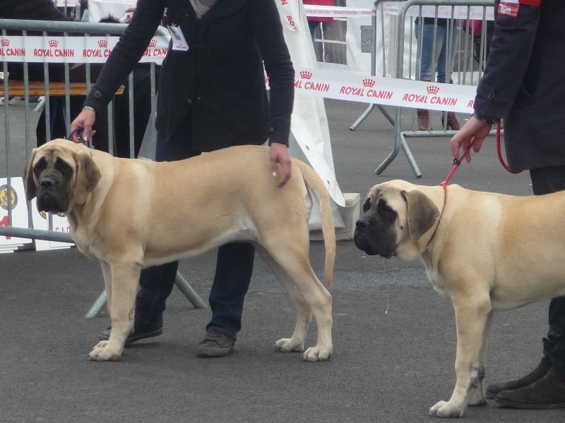 CH. Lola La Vallée Des Mountches - 1 ére Trés Prometteur Meilleur Puppy