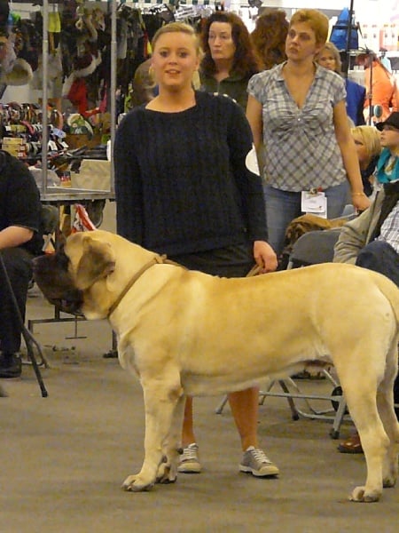 CH. Lazzaro de domaine de Straz - 1 er Excellent CAC