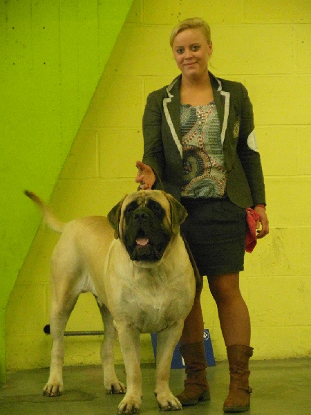 CH. Lazzaro de domaine de Straz - 1 er Excellent