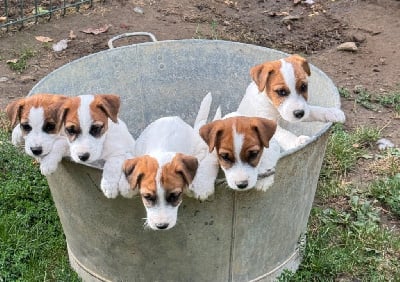 De La Grange Du Moulin