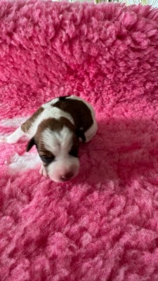 Les chiots de Parson Russell Terrier