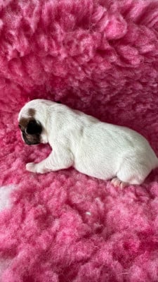 Les chiots de Parson Russell Terrier