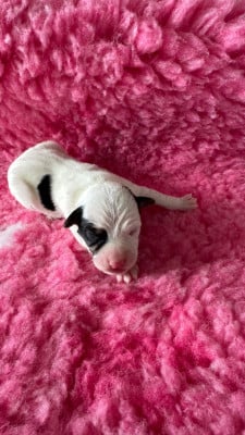 Les chiots de Parson Russell Terrier