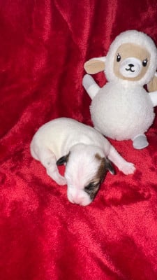 Les chiots de Parson Russell Terrier