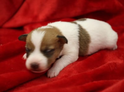 CHIOT 1 - Parson Russell Terrier