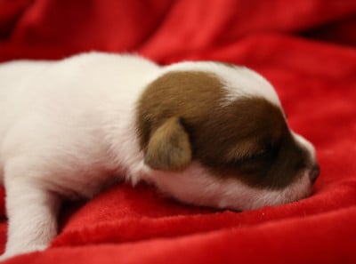 Bo Goss - Parson Russell Terrier