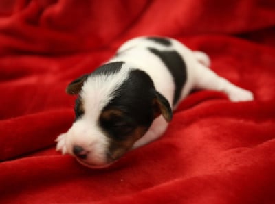 Parson Russell Terrier