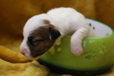 Les chiots de Parson Russell Terrier