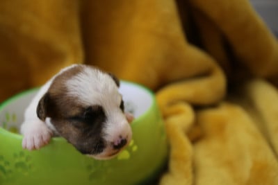 Les chiots de Parson Russell Terrier