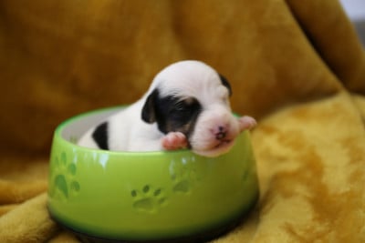 Les chiots de Parson Russell Terrier