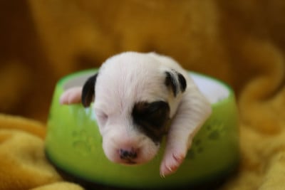 Les chiots de Parson Russell Terrier