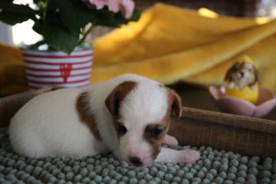 Les chiots de Parson Russell Terrier