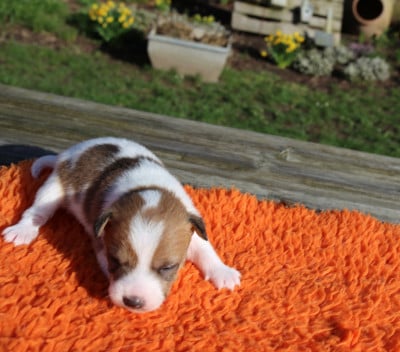 Les chiots de Parson Russell Terrier