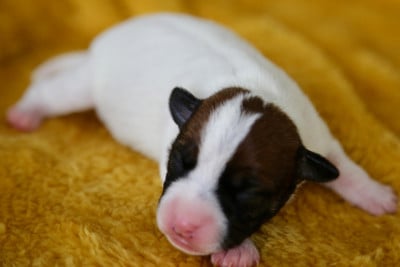 Les chiots de Parson Russell Terrier
