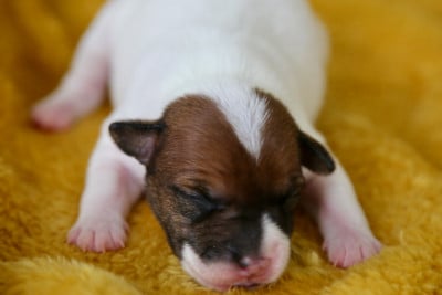 Les chiots de Parson Russell Terrier
