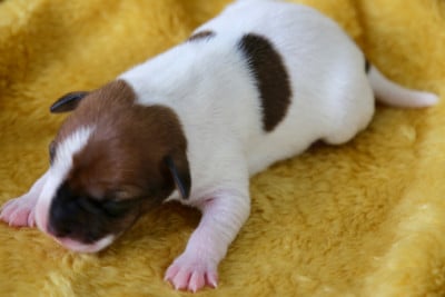 Les chiots de Parson Russell Terrier