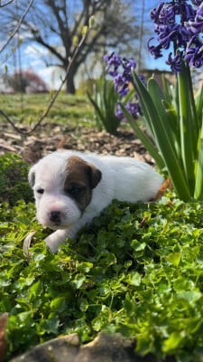 Les chiots de Parson Russell Terrier