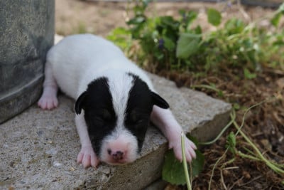 Les chiots de Parson Russell Terrier