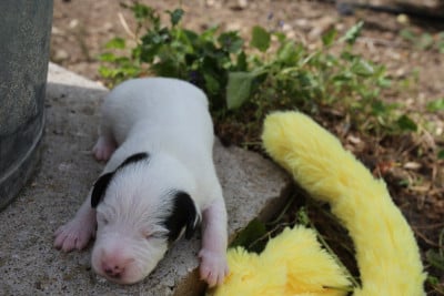 Les chiots de Parson Russell Terrier