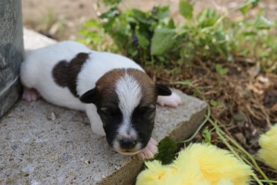 Les chiots de Parson Russell Terrier