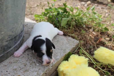 Les chiots de Parson Russell Terrier