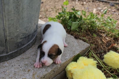Les chiots de Parson Russell Terrier