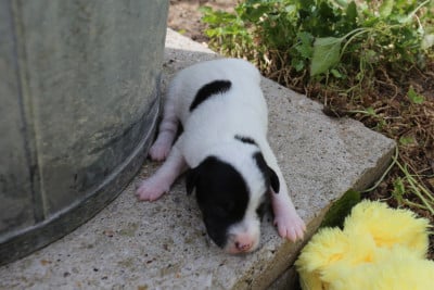 Les chiots de Parson Russell Terrier