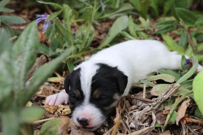 Les chiots de Parson Russell Terrier