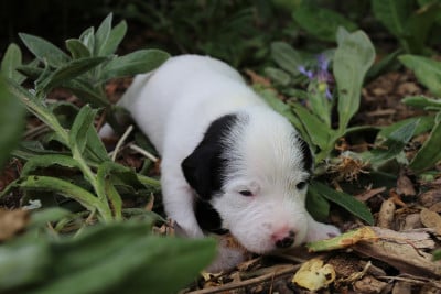 Les chiots de Parson Russell Terrier