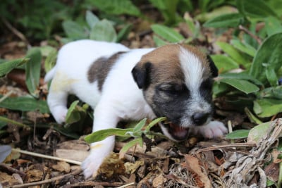 Les chiots de Parson Russell Terrier