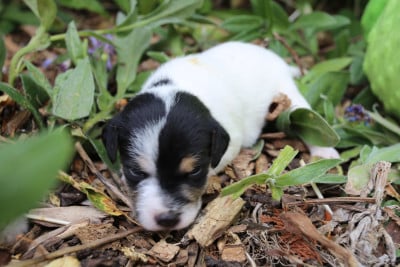 Les chiots de Parson Russell Terrier