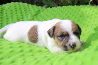 Les chiots de Parson Russell Terrier