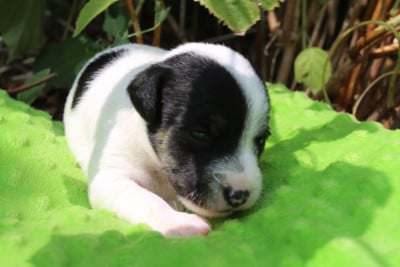 Les chiots de Parson Russell Terrier