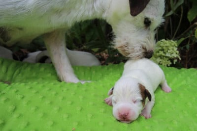 Les chiots de Parson Russell Terrier