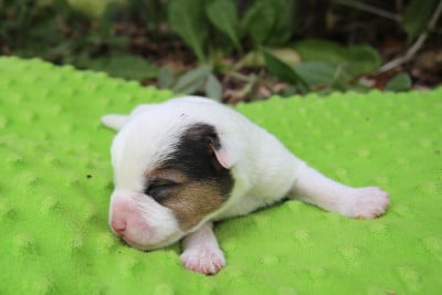 Les chiots de Parson Russell Terrier