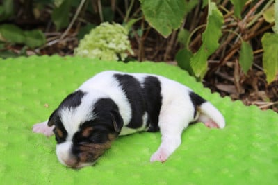 Les chiots de Parson Russell Terrier