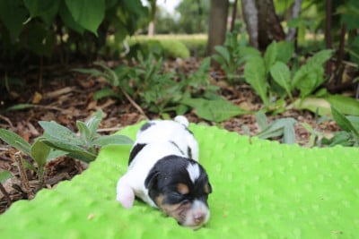 Les chiots de Parson Russell Terrier