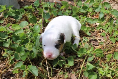 Les chiots de Parson Russell Terrier