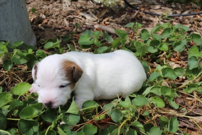Les chiots de Parson Russell Terrier