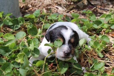 Les chiots de Parson Russell Terrier
