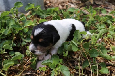 Les chiots de Parson Russell Terrier