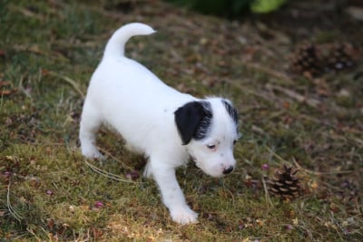 Les chiots de Parson Russell Terrier