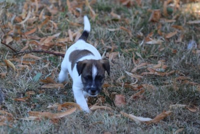 Les chiots de Parson Russell Terrier