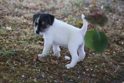 Les chiots de Parson Russell Terrier