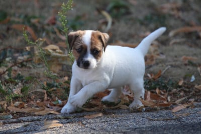Les chiots de Parson Russell Terrier