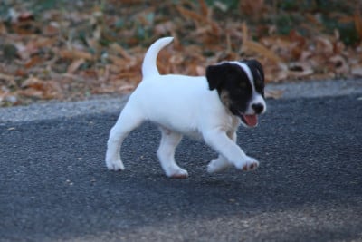 Les chiots de Parson Russell Terrier
